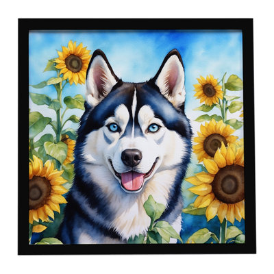 Siberian Husky in Sunflowers Framed Metal Print