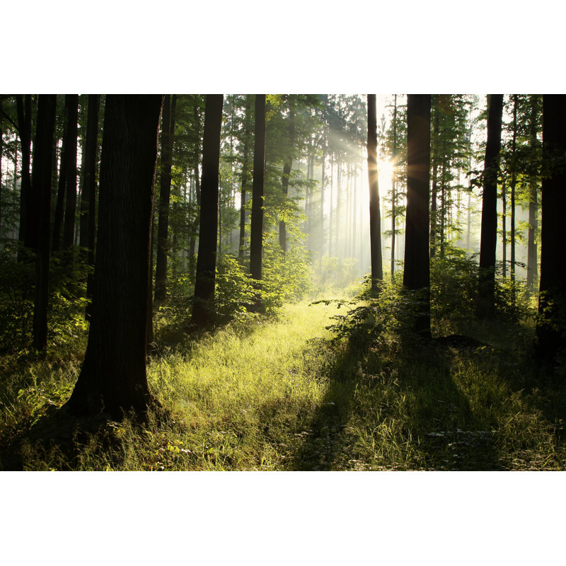 Spring Forest At Dawn by Aniszewski - Wrapped Canvas Print, 30cm H x 46cm W x 3.8cm D