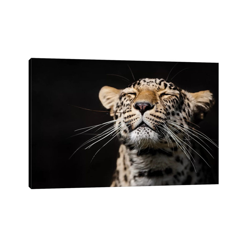 Leopard I by Goran Anastasovski - Wrapped Canvas Print, 30.48 cm H x 45.72 cm W