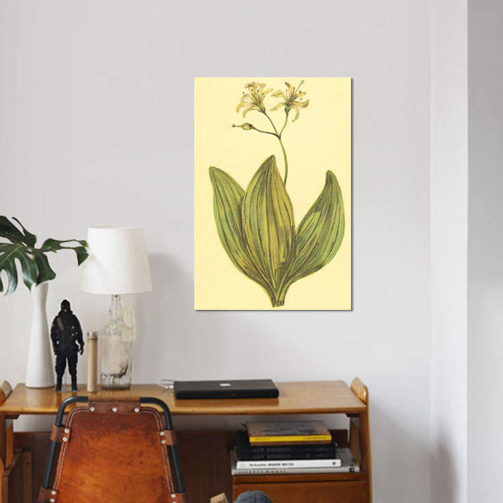 « clintonia », reproduction sur toile, H 26 po x l 18 po x P 1,5 po, Toile tendue, Pas de tapis