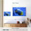 Angelfish bleu corail Brampt-107855059