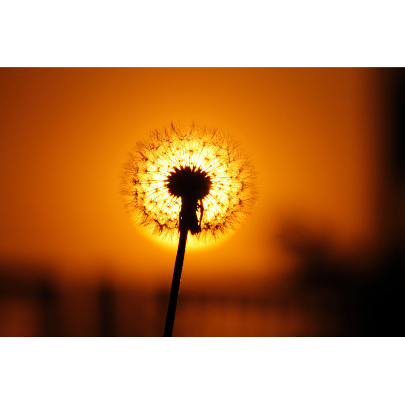 Cahuilla Dandelion At Sunset - Wrapped Canvas Print, 51cm H x 76cm W x 3.8cm D