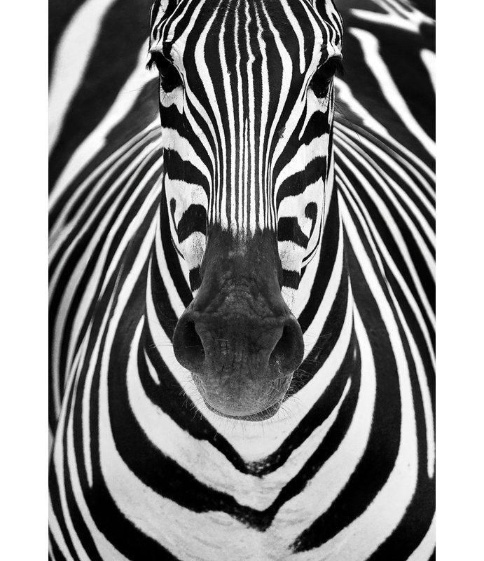 Wrapped Canvas Print, 50.8cm H x 76.2cm W