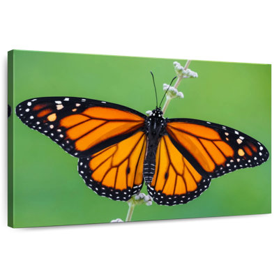 Joli papillon monarque