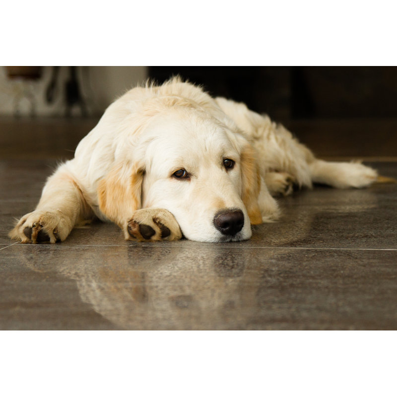 Cute Golden Retriever by Aralezi - Wrapped Canvas Print, 51cm H x 76cm W