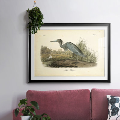 " Audubons Blue Heron "
