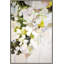 Perennial Delicacy 1 Print by Art House Studios-212174369