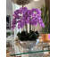 Orchid Floral Arrangement in Planter-219825536