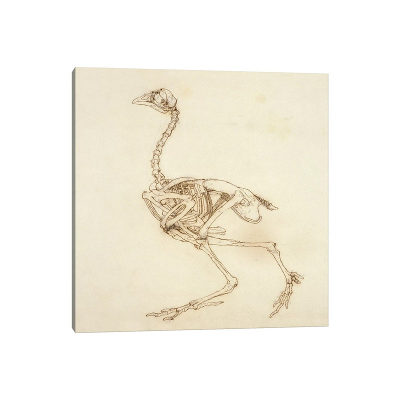 Dorking Hen Skeleton, Lateral View by George Stubbs - Wrapped Canvas Print, 30.48cm H x 30.48cm W x 1.91cm D