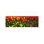 Tulips In A Field, St. James's Park, City Of Westminster, London, England by Panoramic Images - Wrapped Canvas Panoramic Print-638603334