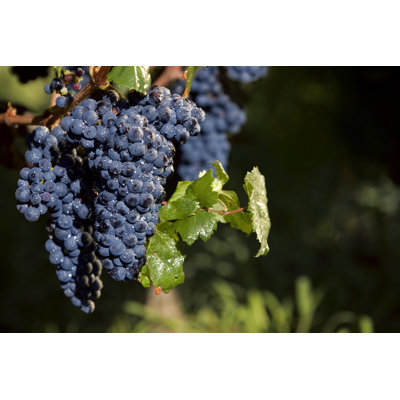 Gorgeous Grapes by Kycstudio