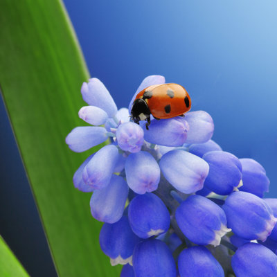 " Ladybug On Flower "