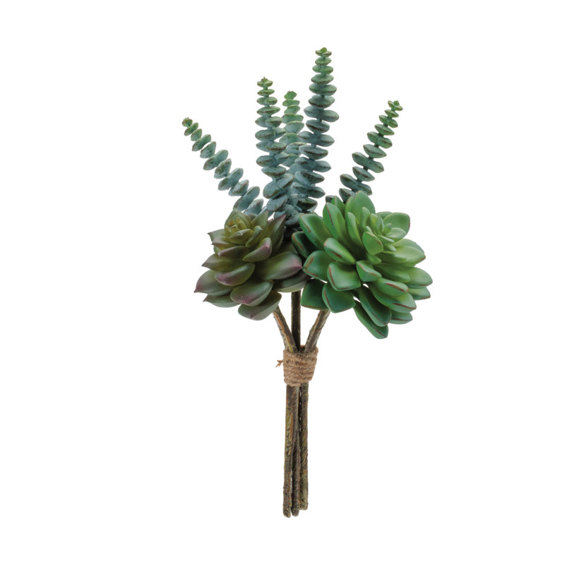 Ensemble de plantes grasses
