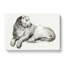 Young Lion by Jean Bernard - Wrapped Canvas Drawing - Wrapped Canvas-55319959