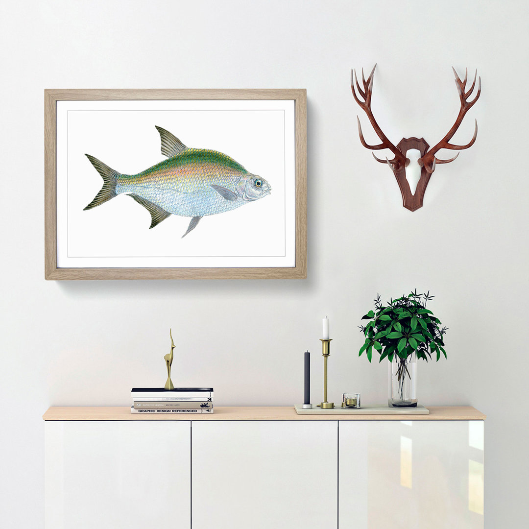 Bream Fish by Edward Donovan - Framed Print