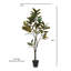 7FT Magnolia Tree w 9.5" Black plastic pot