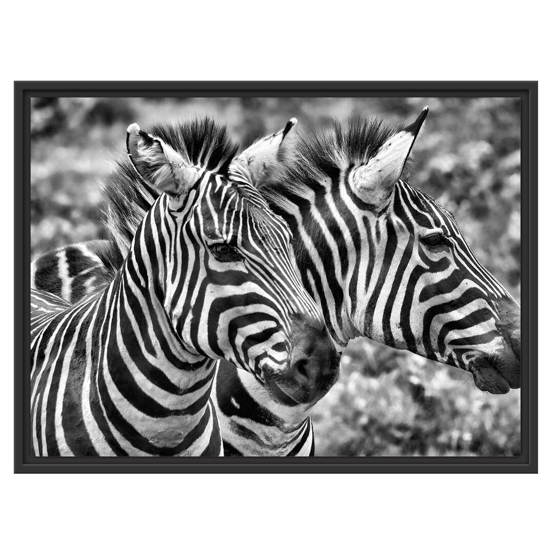 Gerahmtes Wandbild schönes Zebrapaar