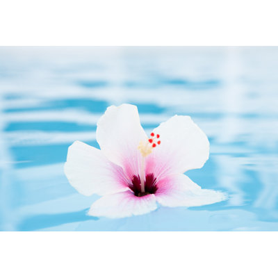 Hibiscus Tropical Flower by ChristopherBernard - No Frame Art Prints on Canvas