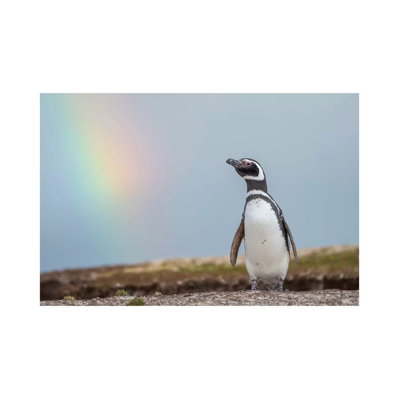 Magellanic Penguin, Falkland Islands. 1 Piece Wrapped Canvas Wall Art, 66.04 cm H x 45.72 cm W x 1.91 cm D