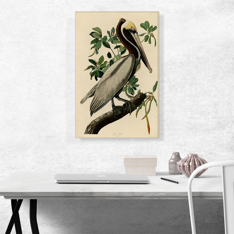 «Brown Pelican» par James Audubon, impression sur toile tendue, H 26 po x l 18 po x P 0,75 po