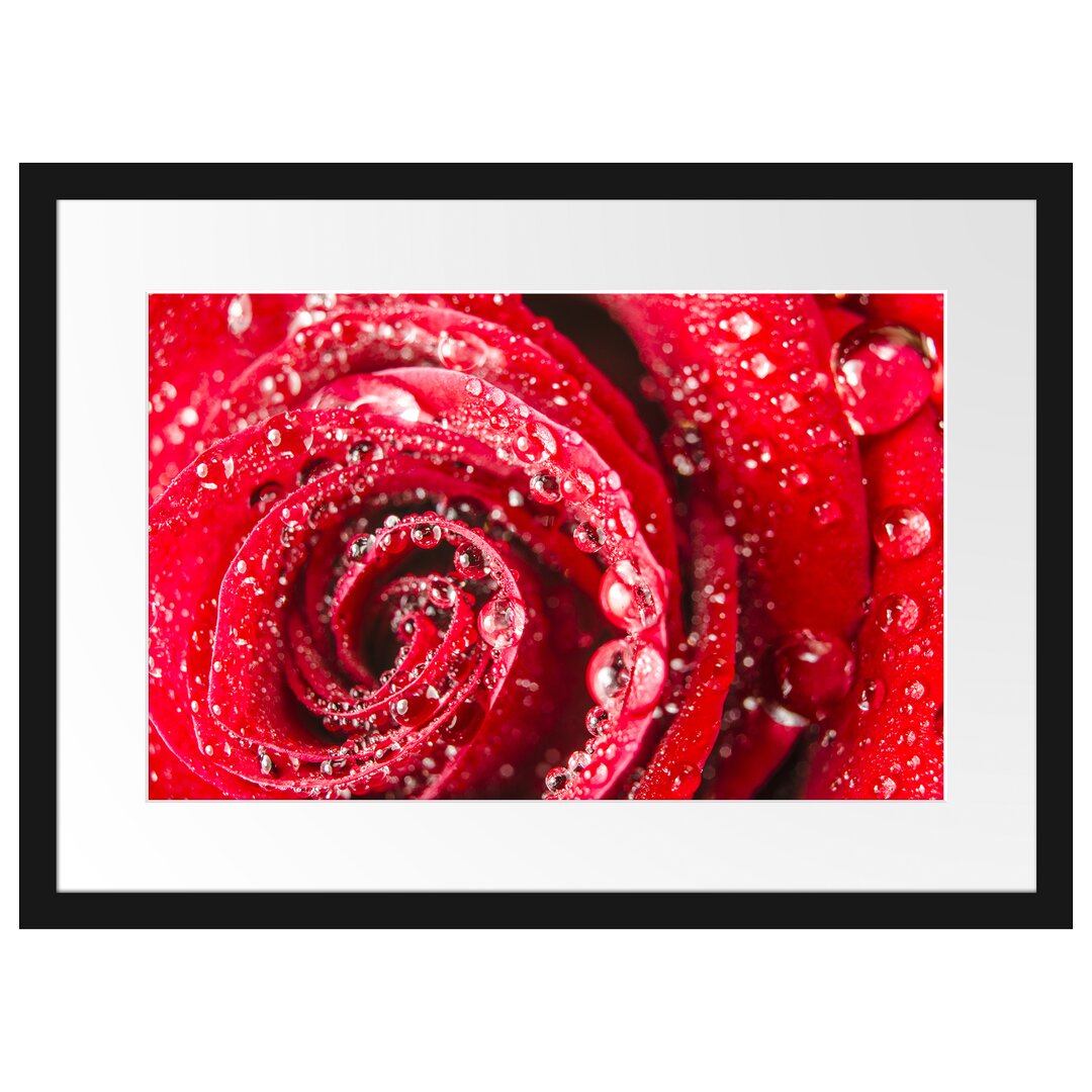 Gerahmtes Poster Rose mit Wassertropfen