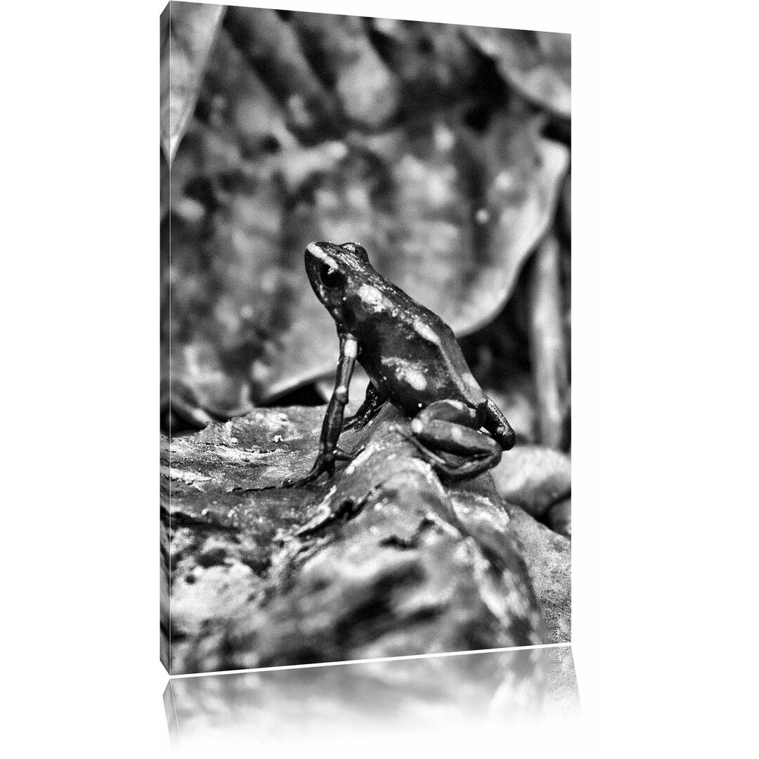 Leinwandbild Kleiner schwarzer Baumsteiger Frosch in Monochrom