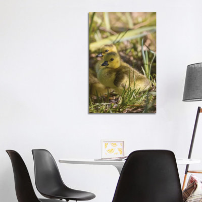 So Cute Gosling 1 Piece Wrapped Canvas Wall Art