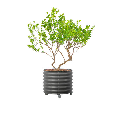 Boîte à fleurs ronde pour l'extérieur 23,5 po de hauteur et 27 po de largeur