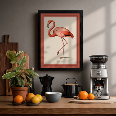 Natural History Flamingo Vintage - Print