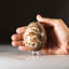 Petrified Wood Egg