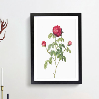 Agatha Rose by Pierre-Joseph Redoute - Picture Frame Painting Print