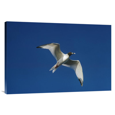" Swallow-Tailed Gull Flying "