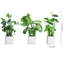 25cm Faux Plant in Cement Pot