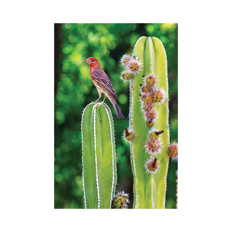 House Finch On Blooming Cactus by Susan Schmitz - Wrapped Canvas Gallery-Wrapped Canvas Giclée, 20.32 cm H x 30.48 cm W