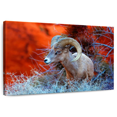 Bélier Brampt Bighorn Sheep
