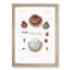 Clam Shells by A.A. Gould - Framed Print-55545912-55545918