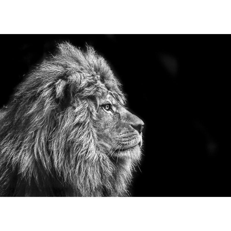 Animals Lion Glasspik - Single Picture Frame Print