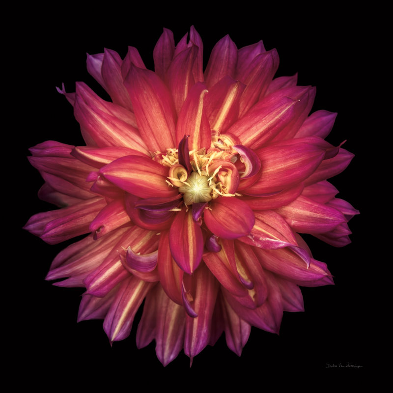 «Dahlia III» par Debra Van Swearingen, H 20 po x l 20 po