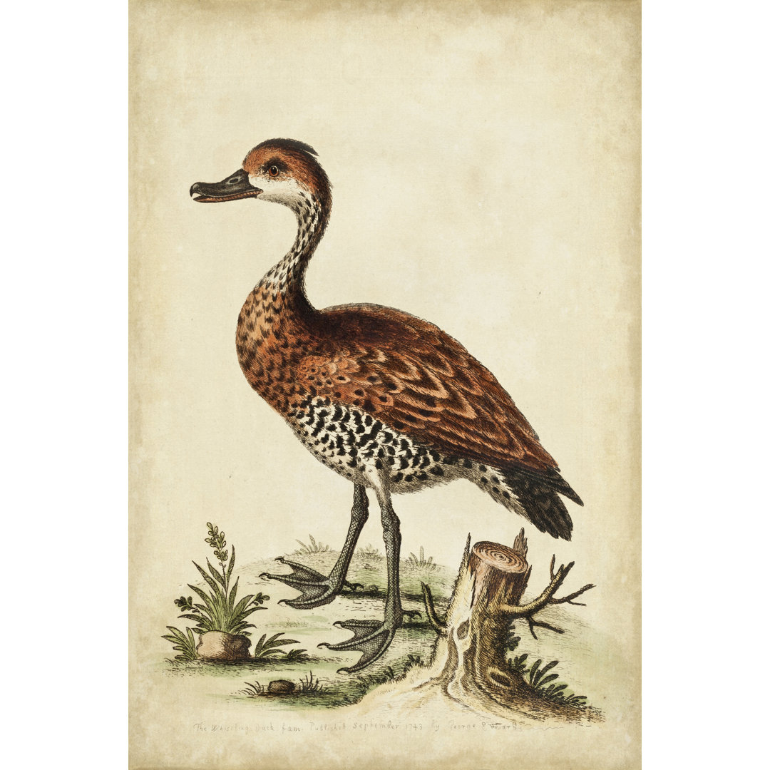 Leinwandbild Antique Bird Menagerie VIII von George Edwards