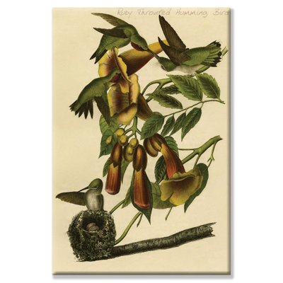 John Audubon - Wrapped Canvas Graphic Art