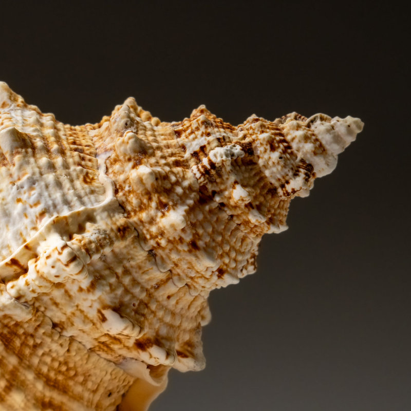 Genuine Murex Shell (1.7 Lbs)