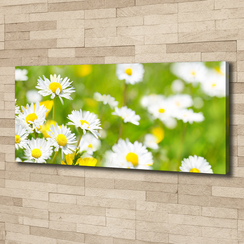 Daisies - Wrapped Canvas Print