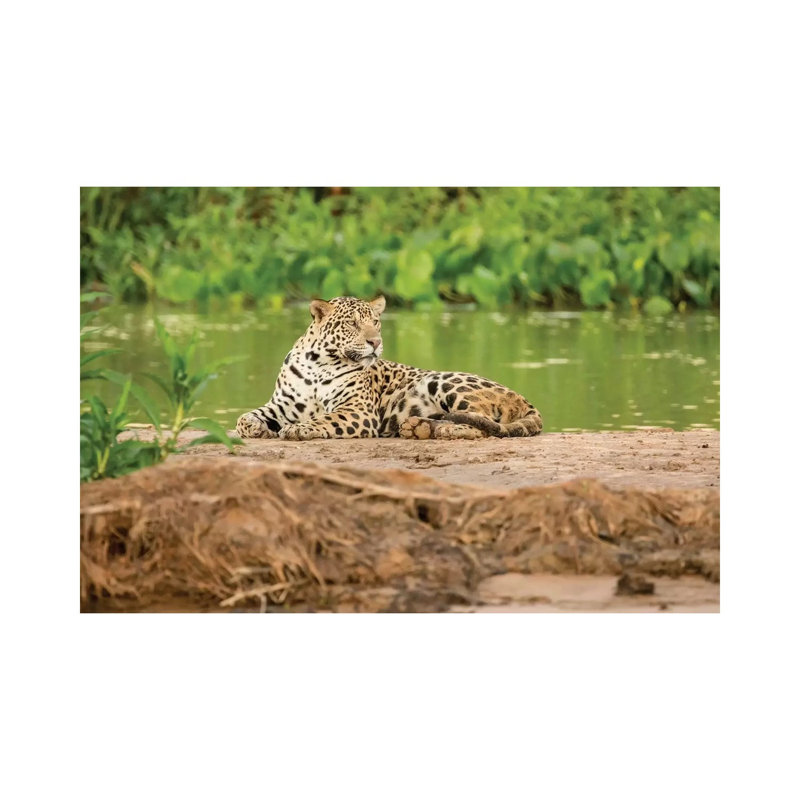 Jaguar Resting On A Sandbar Along The Cuiaba River II, Pantanal Conservation Area, Brazil by Janet Horton - Wrapped Canvas Print