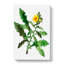 Yellow Sow Thistle by Pierre-Joseph Redoute - Wrapped Canvas-55320052