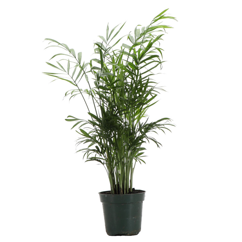 Live Neanthe Bella Palm Plant