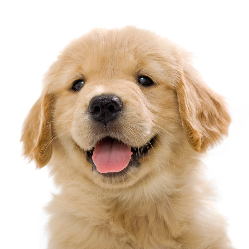 «Happy Golden Retriever Puppy» par Cmannphoto, H 20 po x l 20 po