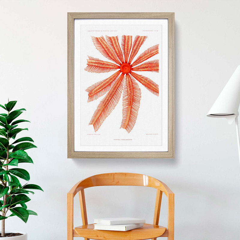 Starfish by Albert I - Framed Print, 65cm H x 48cm W x 2cm D, Oak Framed