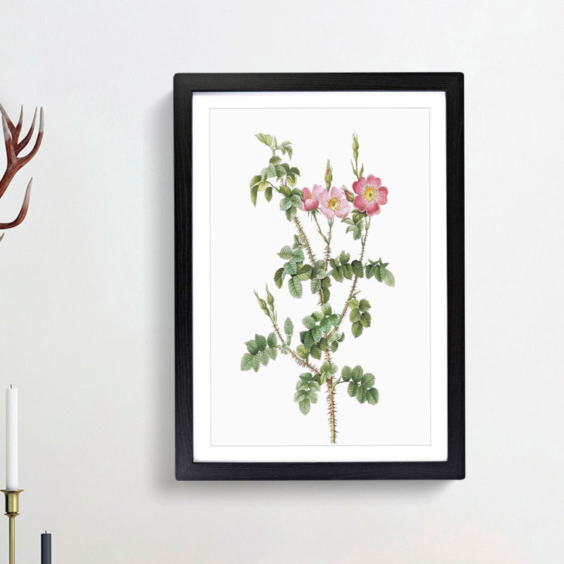 Prickly Sweet Briar Rose by Pierre-Joseph Redoute - Picture Frame Painting Print, 36cm H x 27cm W x 2cm D, Black Framed