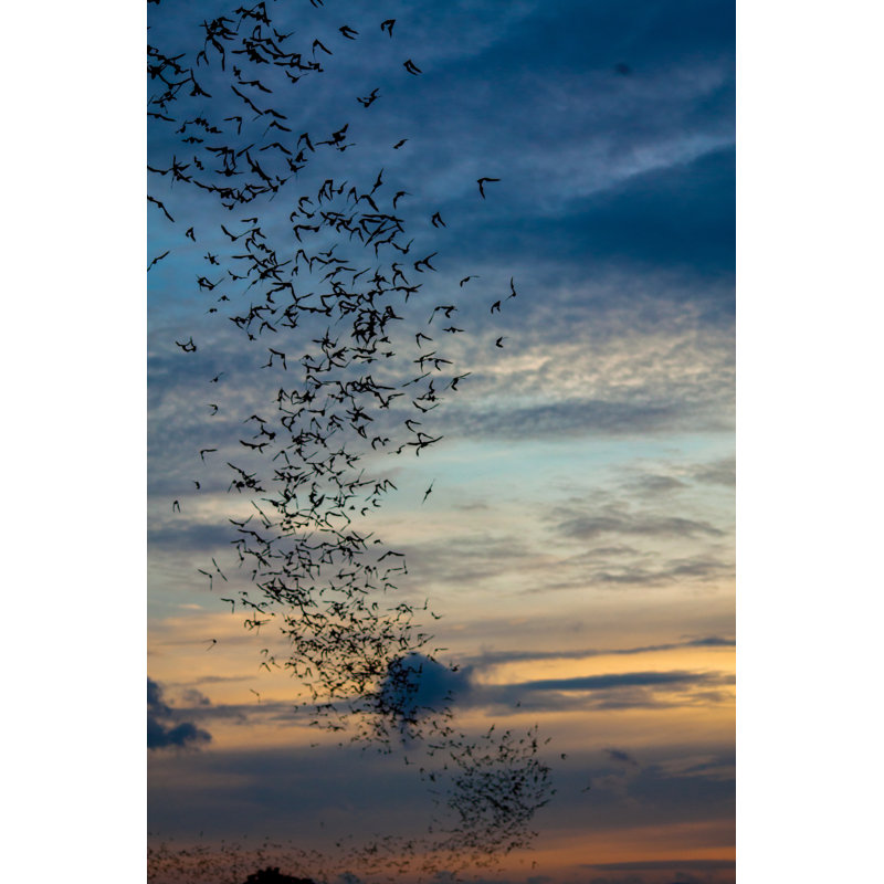 «Flying Bat» par Marcel Biesdorf - photographie sur toile tendue, L 12 po x H 18 po