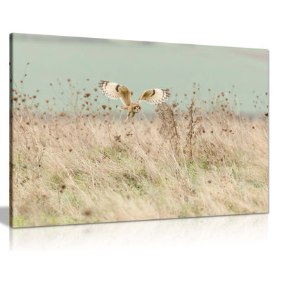Brown And Black Short Eared Owl In Wildlife Artistic - Wrapped Canvas Art Prints